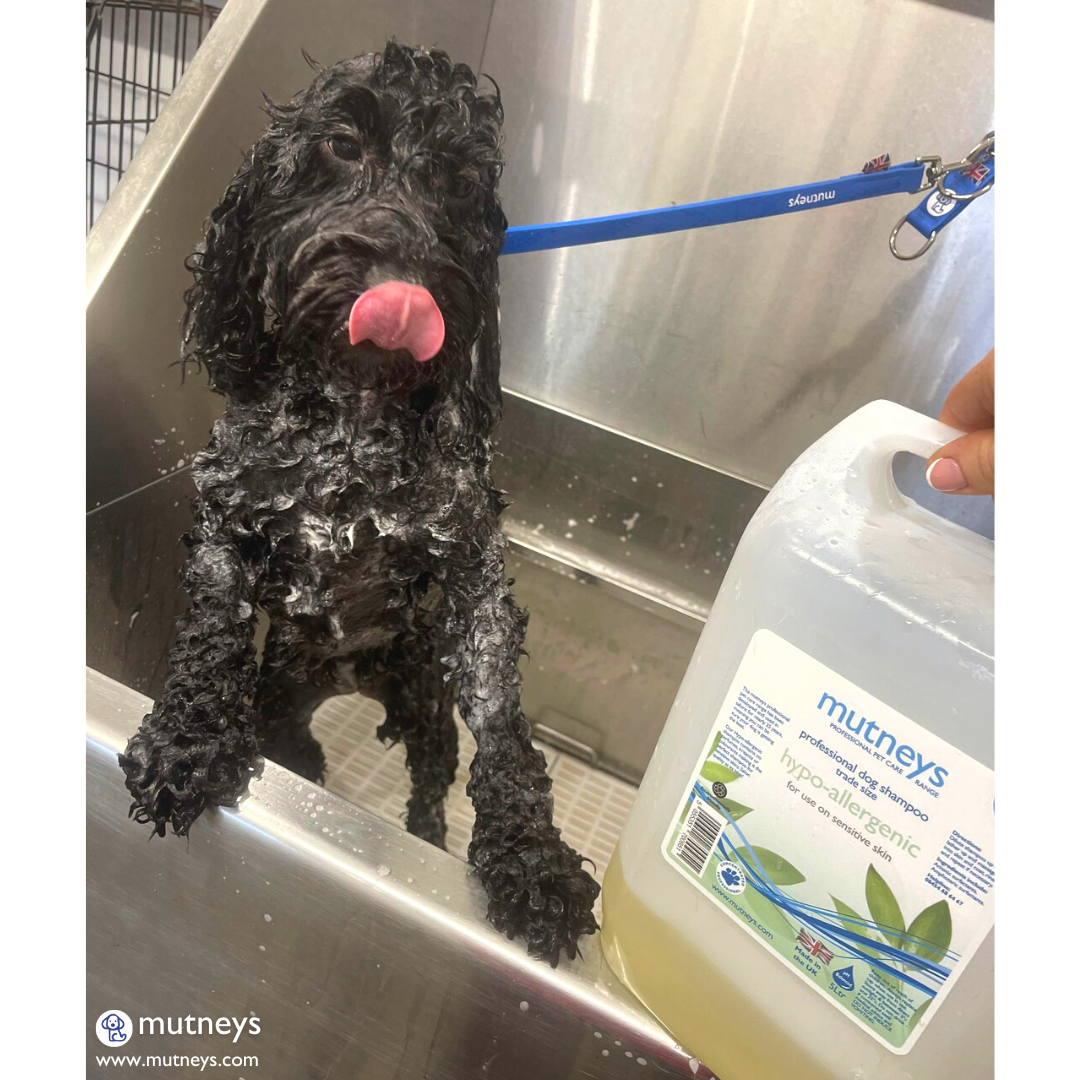 Mutneys Hypo-Allergenic Hundeshampoo skånsom og mild mod følsom hud og pels