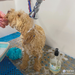 Mutneys Hypo-Allergenic Hundeshampoo skånsom og mild mod følsom hud og pels