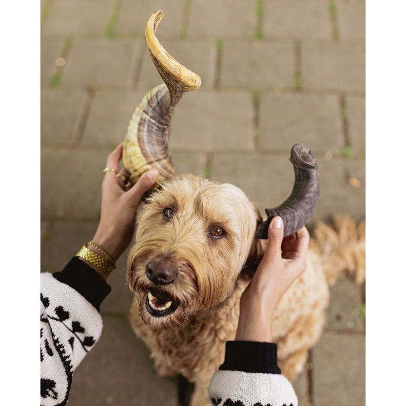 Tyggeben til hunde | Fåre Horn til Hunde | 1stk | Riverwood Tyggeben